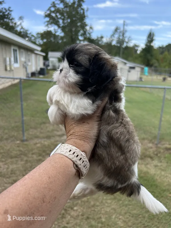 Star – Shih Tzu puppy for sale in West Columbia, SC