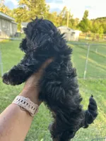 Luna, a female Shihpoo for sale in West Columbia, SC – 5 of 5