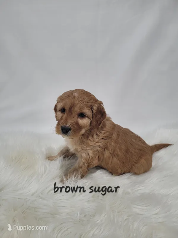 Brown sugar (mini)