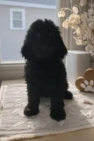 processed/27e6bff7-a340-40d0-9de0-fc33ab8463e1/listing/181d136d-33c5-46cb-9516-cf3ad65d6dd4/c5797507-da09-402f-82c2-e9e33e56a346