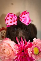 processed/27e6bff7-a340-40d0-9de0-fc33ab8463e1/listing/88d00193-0ef7-4ef8-b1fc-6af4a0e383c6/f1c448cb-86b5-4e8c-9a66-8a2deeb9d3b9