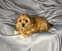 Meet Bear, a male Maltipoo for sale in Apple Valley, CA – Photo 2 of 2