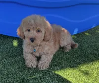 Layla-Teal-Mini, a female Miniature Goldendoodle for sale in Apple Valley, CA – 3 of 3