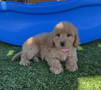 Layla-Teal-Mini, a female Miniature Goldendoodle for sale in Apple Valley, CA – 2 of 3