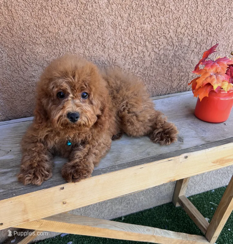 Gizmo-Blue-Mini – Poodle - Miniature  puppy for sale in Apple Valley, CA