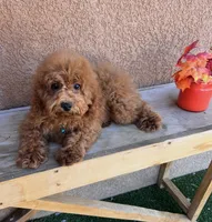 Gizmo-Blue-Mini, a male Poodle - Miniature  for sale in Apple Valley, CA – 1 of 2