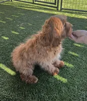 Hailey, a female Cavapoo for sale in Apple Valley, CA – 4 of 4