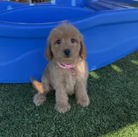 Layla-Teal-Mini, a female Miniature Goldendoodle for sale in Apple Valley, CA – 3 of 3