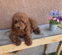Koda-Red-Toy, a male Poodle - Toy  for sale in Apple Valley, CA – 2 of 3