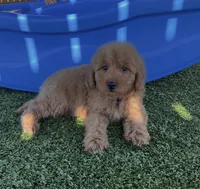 Dodger-Blue-Mini, a male Miniature Goldendoodle for sale in Apple Valley, CA – 2 of 4