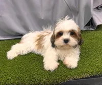 Meet Bruce, a male Maltipoo for sale in Apple Valley, CA – Photo 3 of 3