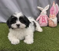 Meet Oreo, a male Maltipoo for sale in Apple Valley, CA – Photo 2 of 3
