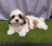 Meet Bruce, a male Maltipoo for sale in Apple Valley, CA – Photo 2 of 3
