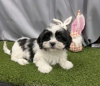 Meet Oreo, a male Maltipoo for sale in Apple Valley, CA – Photo 1 of 3