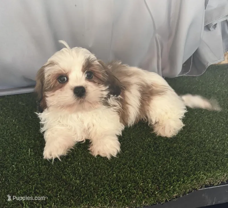 Meet Bruce, a male Maltipoo for sale in Apple Valley, CA – Photo 1 of 3