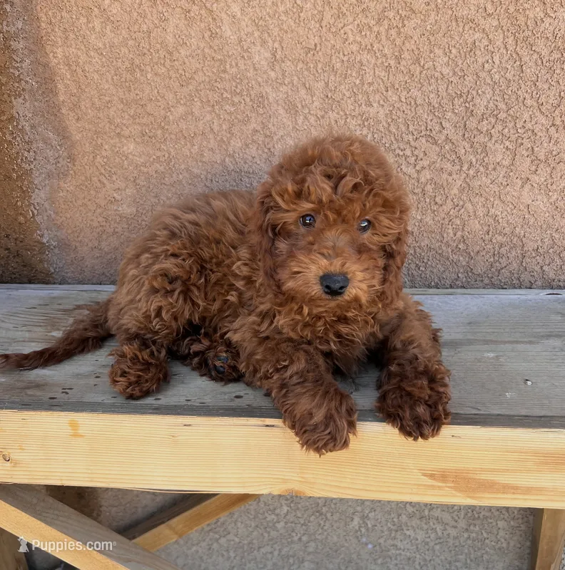 Preston-Miniature – Miniature Goldendoodle puppy for sale in Apple Valley, CA