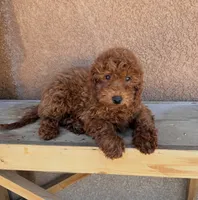 Prada-Miniature, a female Miniature Goldendoodle for sale in Apple Valley, CA – 2 of 2