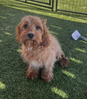 Hailey, a female Cavapoo for sale in Apple Valley, CA – 2 of 4