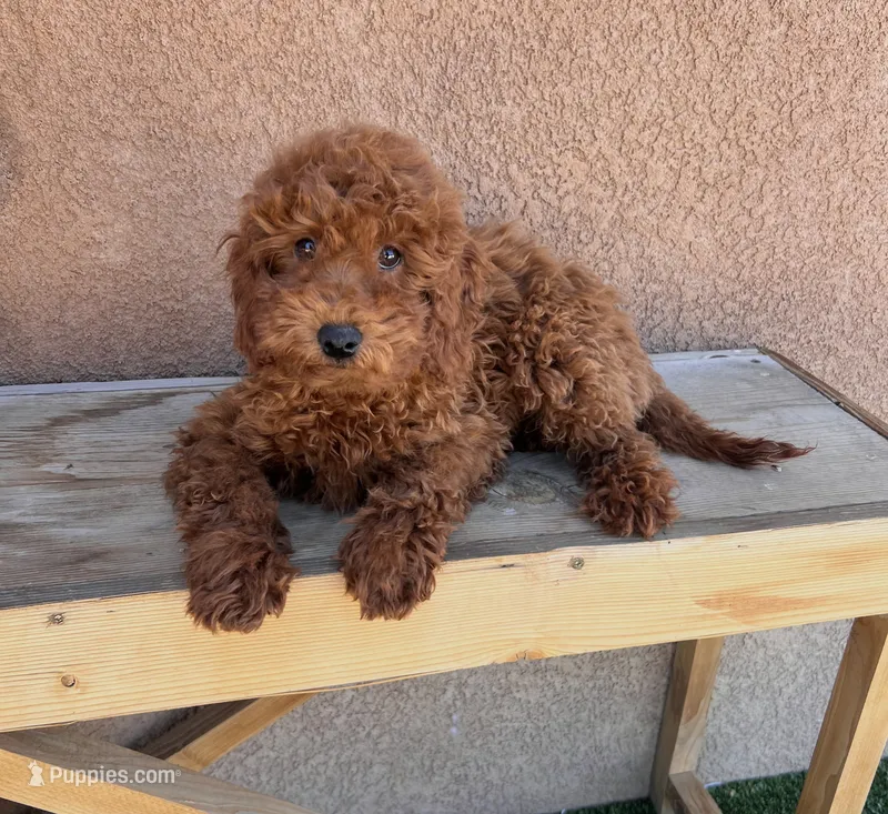 Prada-Miniature – Miniature Goldendoodle puppy for sale in Apple Valley, CA