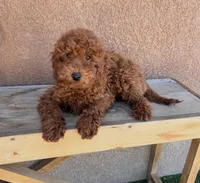 Prada-Miniature, a female Miniature Goldendoodle for sale in Apple Valley, CA – 1 of 2