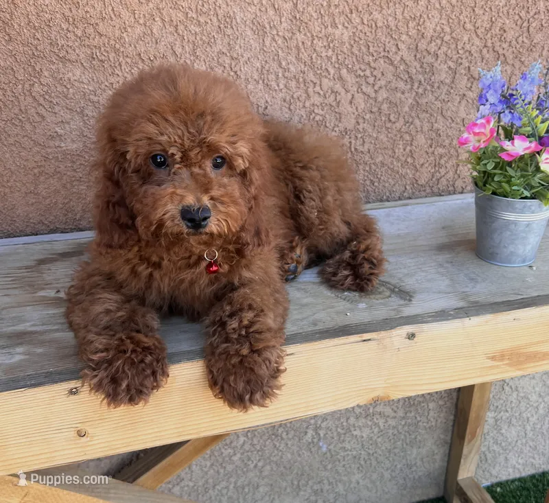 Koda-Red-Toy – Poodle - Toy  puppy for sale in Apple Valley, CA