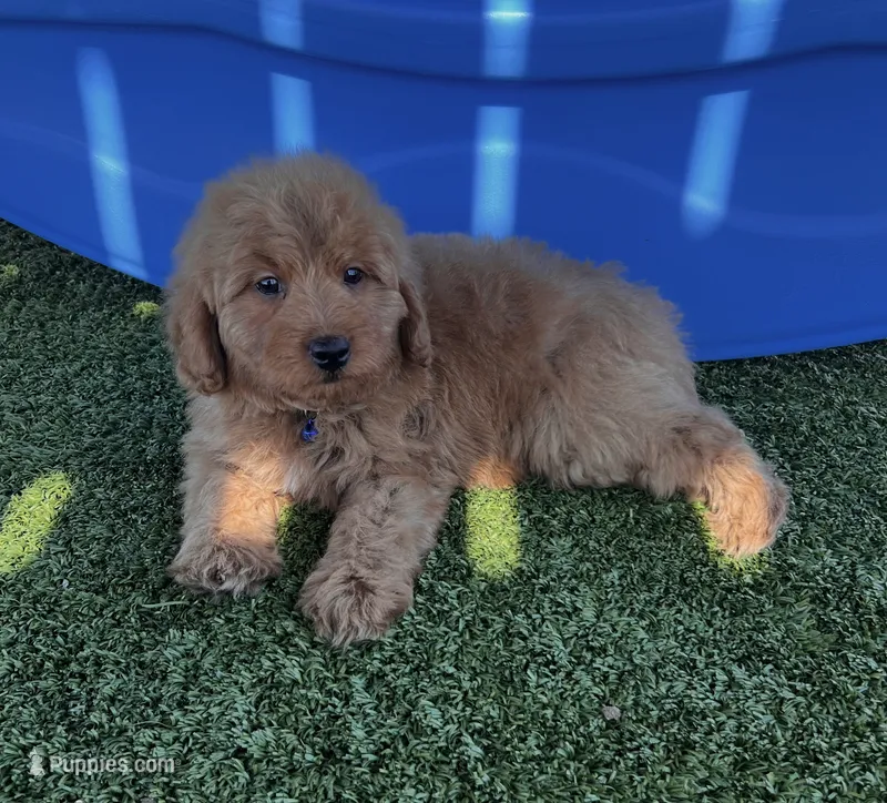 Dodger-Blue-Mini – Miniature Goldendoodle puppy for sale in Apple Valley, CA