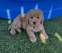 Harley-Red-Mini, a male Miniature Goldendoodle for sale in Apple Valley, CA – 2 of 3