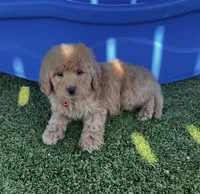 Harley-Red-Mini, a male Miniature Goldendoodle for sale in Apple Valley, CA – 1 of 3