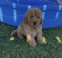 Dodger-Blue-Mini, a male Miniature Goldendoodle for sale in Apple Valley, CA – 3 of 4