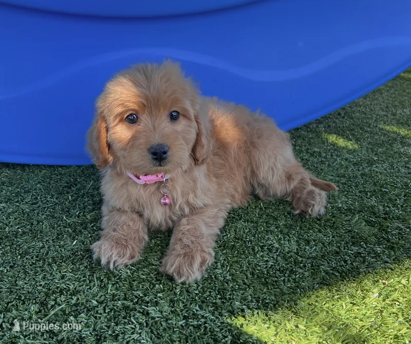 Layla-Teal-Mini – Miniature Goldendoodle puppy for sale in Apple Valley, CA