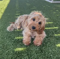 Bailey, a female Cavapoo for sale in Apple Valley, CA – 4 of 5