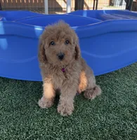 Hazel-Purple-Mini, a female Miniature Goldendoodle for sale in Apple Valley, CA – 2 of 3