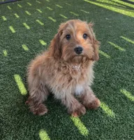 Hailey, a female Cavapoo for sale in Apple Valley, CA – 3 of 4