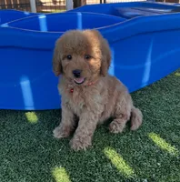 Harley-Red-Mini, a male Miniature Goldendoodle for sale in Apple Valley, CA – 3 of 3