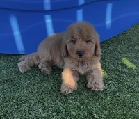 Dodger-Blue-Mini, a male Miniature Goldendoodle for sale in Apple Valley, CA – 4 of 4