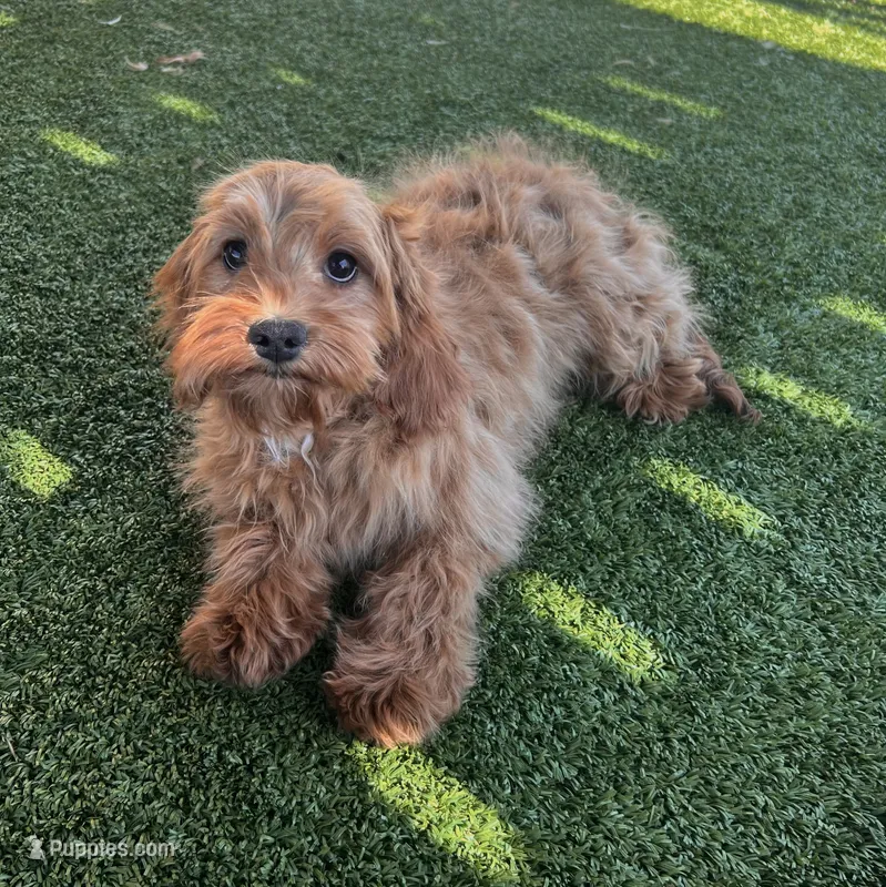 Hailey – Cavapoo puppy for sale in Apple Valley, CA