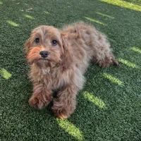 Hailey, a female Cavapoo for sale in Apple Valley, CA – 1 of 4