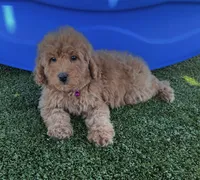 Hazel-Purple-Mini, a female Miniature Goldendoodle for sale in Apple Valley, CA – 3 of 3