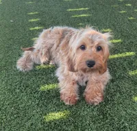 Bailey, a female Cavapoo for sale in Apple Valley, CA – 3 of 5