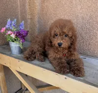 Koda-Red-Toy, a male Poodle - Toy  for sale in Apple Valley, CA – 3 of 3