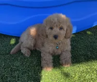 Layla-Teal-Mini, a female Miniature Goldendoodle for sale in Apple Valley, CA – 1 of 3