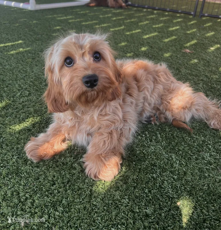Bailey – Cavapoo puppy for sale in Apple Valley, CA