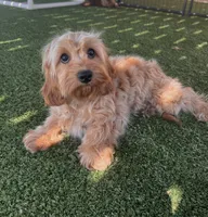 Bailey, a female Cavapoo for sale in Apple Valley, CA – 1 of 5