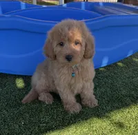 Layla-Teal-Mini, a female Miniature Goldendoodle for sale in Apple Valley, CA – 2 of 3