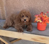 Gizmo-Blue-Mini, a male Poodle - Miniature  for sale in Apple Valley, CA – 2 of 2