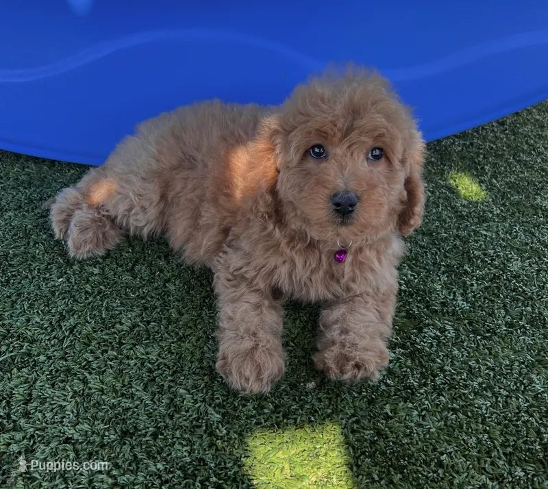Hazel-Purple-Mini – Miniature Goldendoodle puppy for sale in Apple Valley, CA