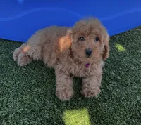 Hazel-Purple-Mini, a female Miniature Goldendoodle for sale in Apple Valley, CA – 1 of 3