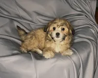 Meet Chloe, a female Maltipoo for sale in Apple Valley, CA – Photo 3 of 3