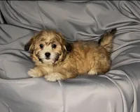 Meet Chloe, a female Maltipoo for sale in Apple Valley, CA – Photo 2 of 3