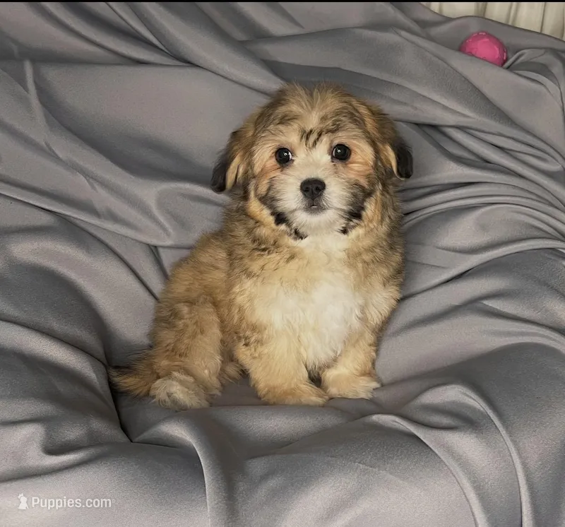 Meet Chloe, a female Maltipoo for sale in Apple Valley, CA – Photo 1 of 3